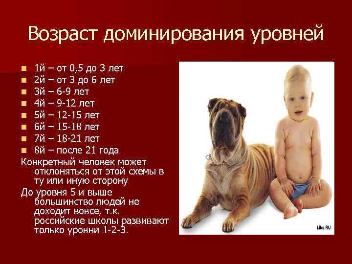 Возраст доминирования уровней 1 й – от 0, 5 до 3 лет 2 й