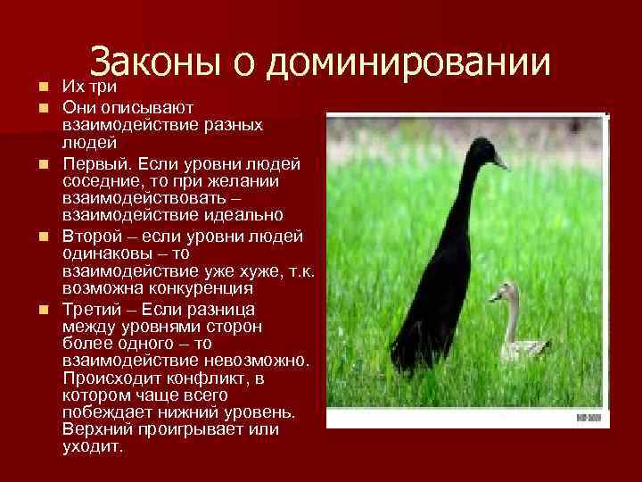 n n Законы о доминировании Их три Они описывают взаимодействие разных людей n Первый.