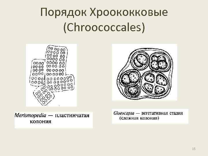 Порядок Хроококковые (Chroococcales) 15 