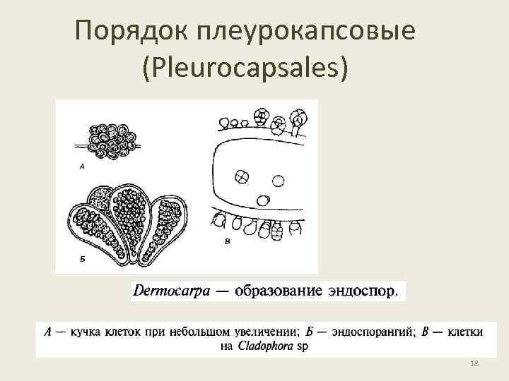 Порядок плеурокапсовые (Pleurocapsales) 18 