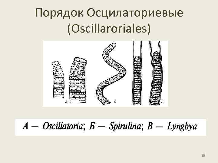 Порядок Осцилаториевые (Oscillaroriales) 19 