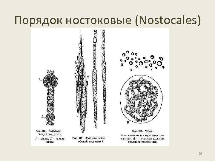 Порядок ностоковые (Nostocales) 20 