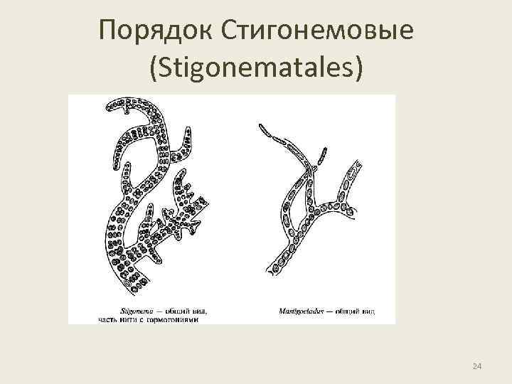Порядок Стигонемовые (Stigonematales) 24 