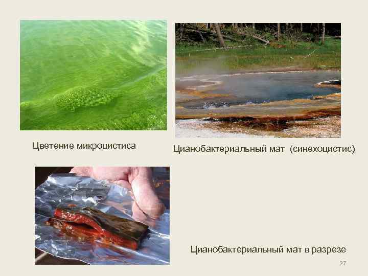 Цветение микроцистиса Цианобактериальный мат (синехоцистис) Цианобактериальный мат в разрезе 27 