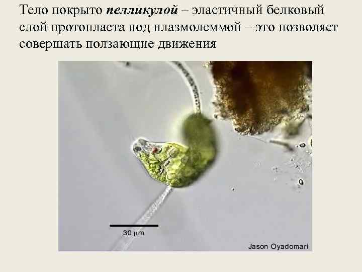 Тело покрыто пелликулой – эластичный белковый слой протопласта под плазмолеммой – это позволяет совершать
