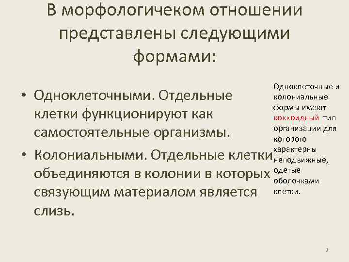 В морфологичеком отношении представлены следующими формами: • Одноклеточными. Отдельные клетки функционируют как самостоятельные организмы.