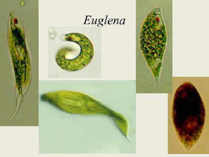 Euglena 