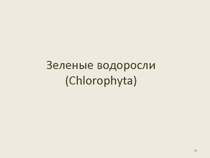 Зеленые водоросли (Chlorophyta) 35 