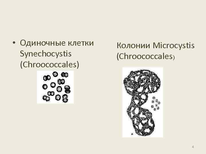  • Одиночные клетки Synechocystis (Chroococcales) Колонии Microcystis (Chroococcales) 4 
