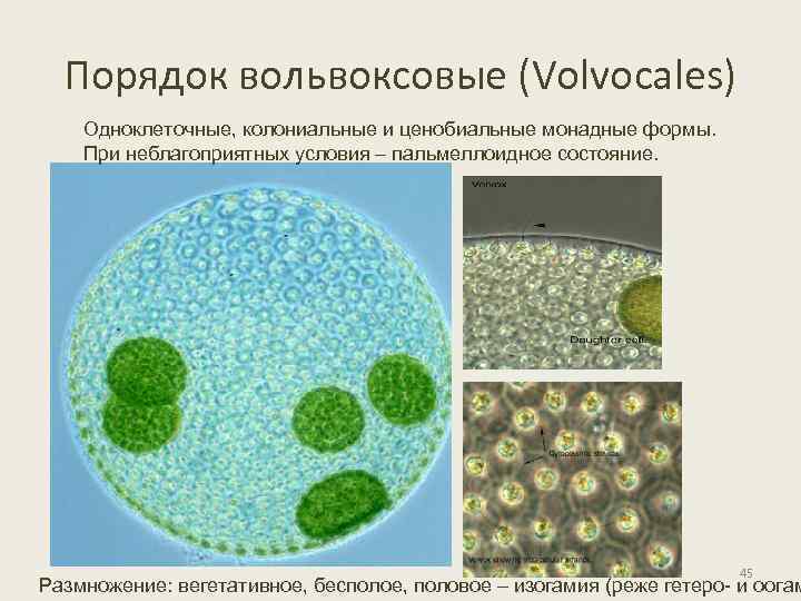 Порядок вольвоксовые (Volvocales) Одноклеточные, колониальные и ценобиальные монадные формы. При неблагоприятных условия – пальмеллоидное
