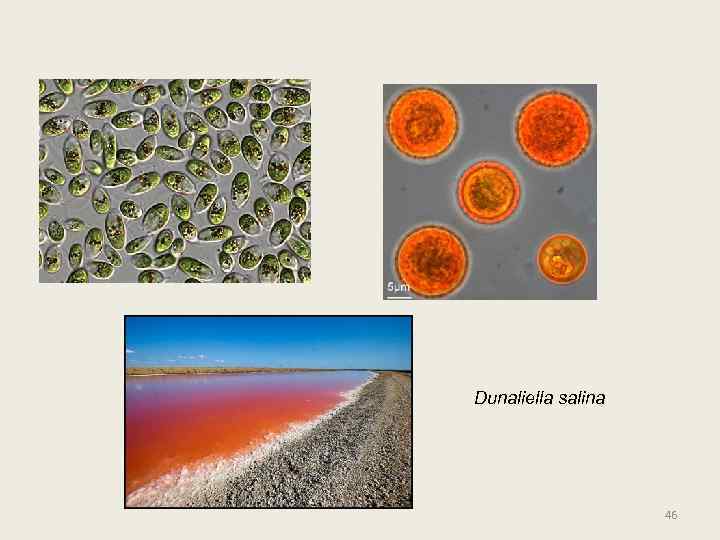 Dunaliella salina 46 