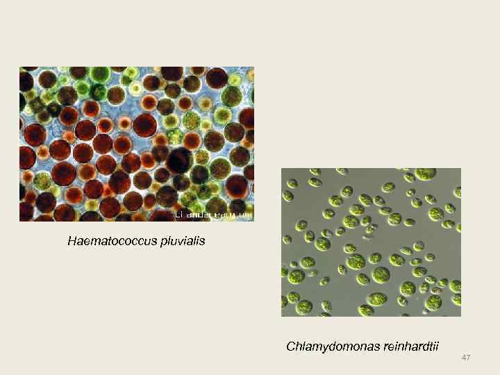 Haematococcus pluvialis Chlamydomonas reinhardtii 47 