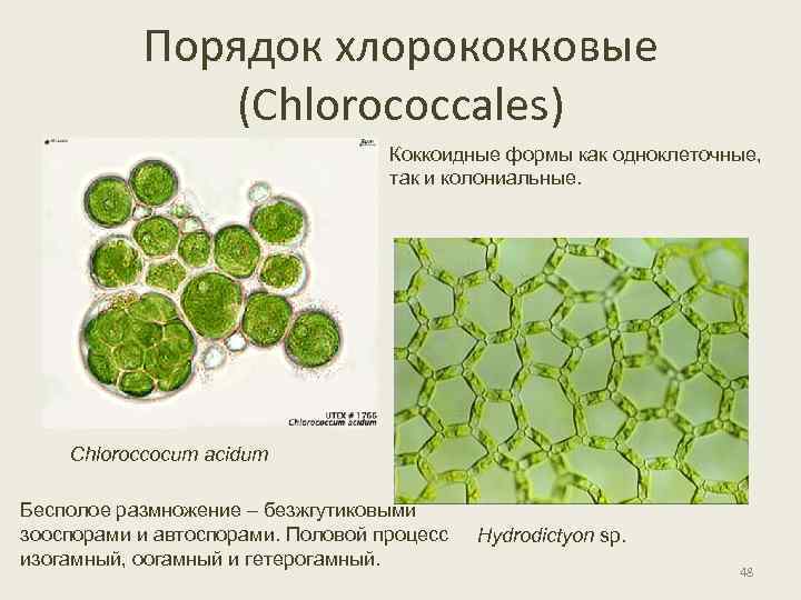 Порядок хлорококковые (Chlorococcales) Коккоидные формы как одноклеточные, так и колониальные. Chloroccocum acidum Бесполое размножение