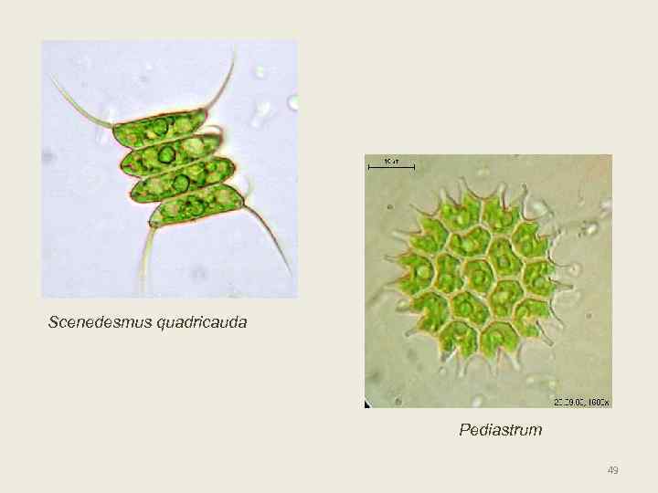 Scenedesmus quadricauda Pediastrum 49 