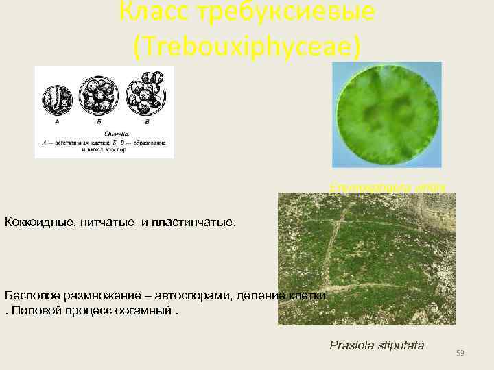 Класс требуксиевые (Trebouxiphyceae) Eremosphaera viridis Коккоидные, нитчатые и пластинчатые. Бесполое размножение – автоспорами, деление