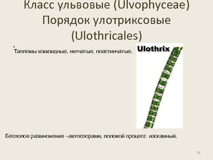 . Класс ульвовые (Ulvophyceae) Порядок улотриксовые (Ulothricales) Талломы коккоидные, нитчатые, пластинчатые. Бесполое размножение –автоспорами,