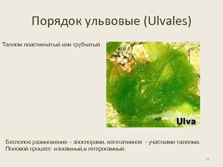 Порядок ульвовые (Ulvales) Таллом пластинчатый или трубчатый Бесполое размножение – зооспорами, вегетативное - участками