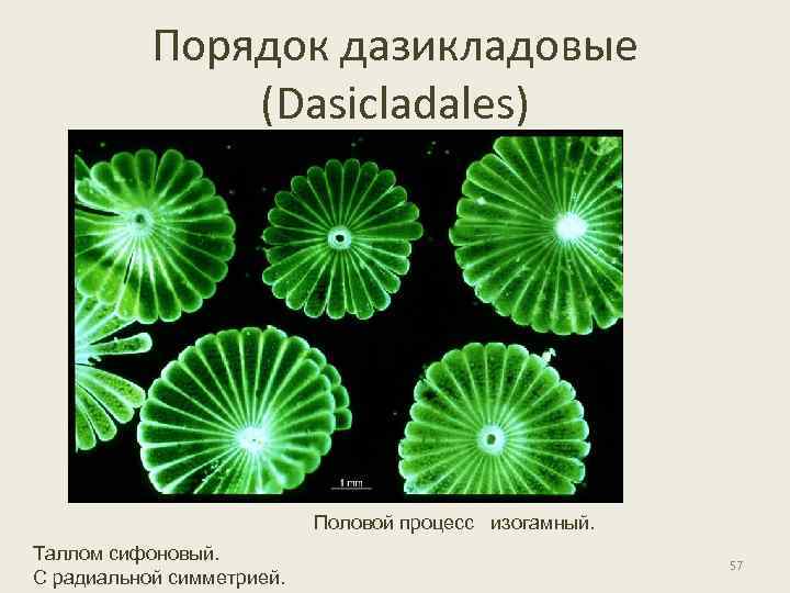 Порядок дазикладовые (Dasicladales) Половой процесс изогамный. Таллом сифоновый. С радиальной симметрией. 57 