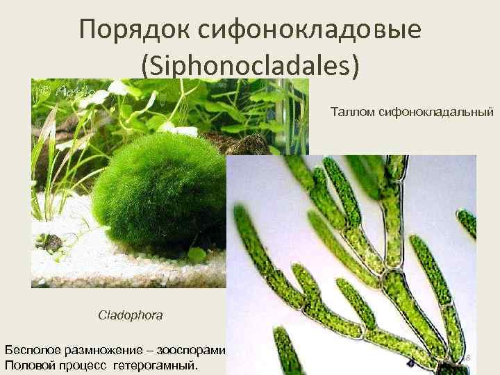 Порядок сифонокладовые (Siphonocladales) Таллом сифонокладальный Cladophora Бесполое размножение – зооспорами Половой процесс гетерогамный. 58