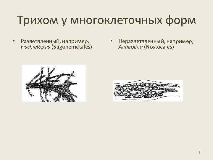 Трихом у многоклеточных форм • Разветвленный, например, Fischielopsis (Stigonematales) • Неразветвленный, например, Anaebena (Nostocales)