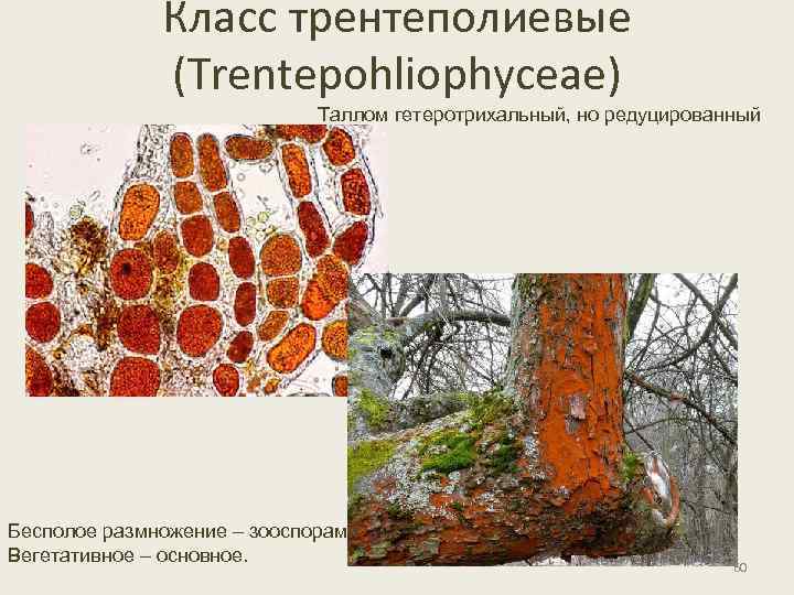 Класс трентеполиевые (Trentepohliophyceae) Таллом гетеротрихальный, но редуцированный Бесполое размножение – зооспорами. Вегетативное – основное.