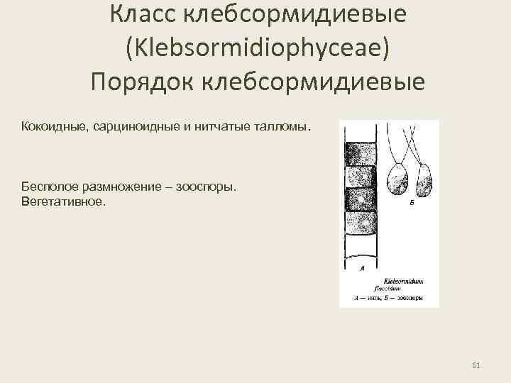 Класс клебсормидиевые (Klebsormidiophyceae) Порядок клебсормидиевые Кокоидные, сарциноидные и нитчатые талломы. Бесполое размножение – зооспоры.
