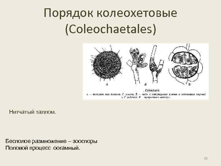 Порядок колеохетовые (Coleochaetales) Нитчатый таллом. Бесполое размножение – зооспоры Половой процесс оогамный. 62 