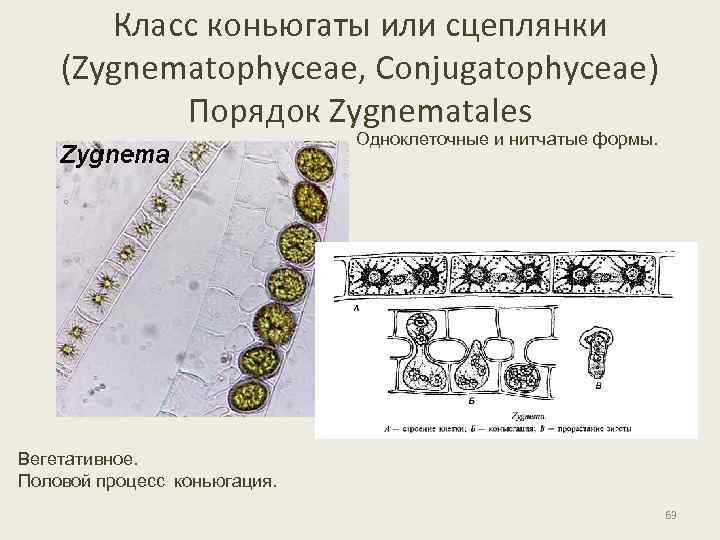Класс коньюгаты или сцеплянки (Zygnematophyceae, Conjugatophyceae) Порядок Zygnematales Одноклеточные и нитчатые формы. Вегетативное. Половой
