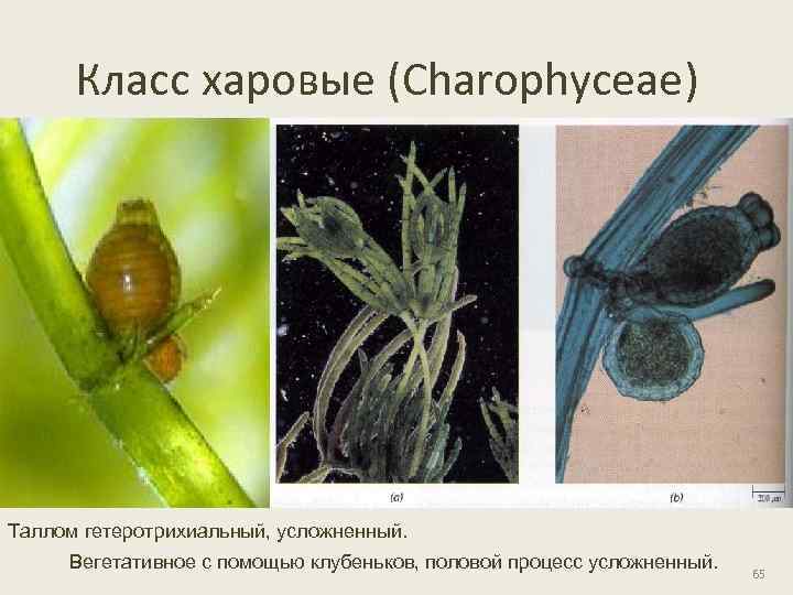 Класс харовые (Charophyceae) Таллом гетеротрихиальный, усложненный. Вегетативное с помощью клубеньков, половой процесс усложненный. 65