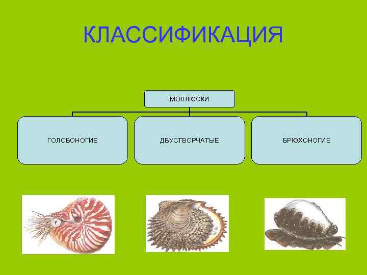 Головоногие моллюски систематика. Двустворчатые моллюски классификация.