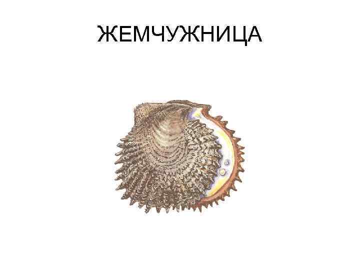 ЖЕМЧУЖНИЦА 