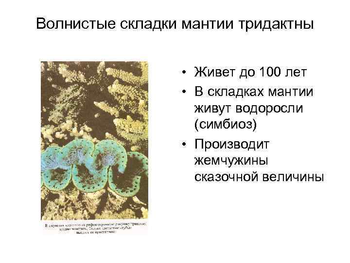 Волнистые складки мантии тридактны • Живет до 100 лет • В складках мантии живут