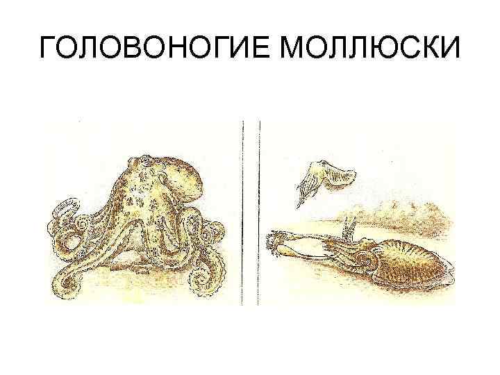 Половая головоногих. Головоногие моллюски систематика. Размножение головоногих. Личинка головоногих. Размножение головоногих моллюсков схема.