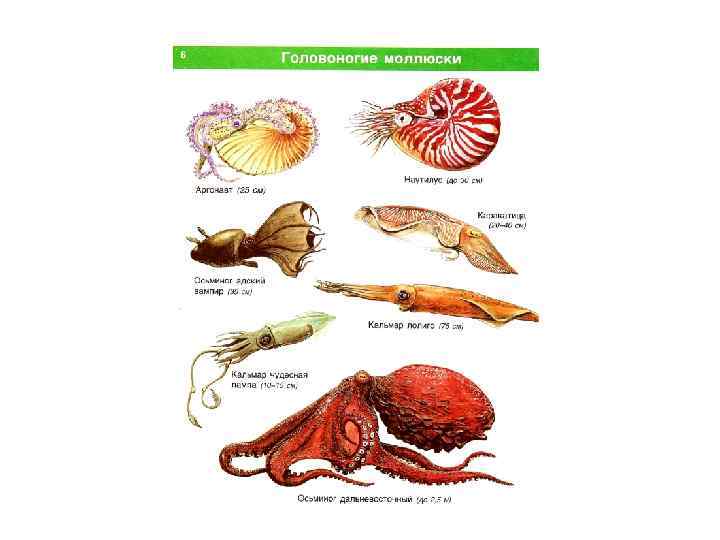 Развитие головоногих. Головоногие моллюски представители. Размножение головоногих схема. Класс головоногие моллюски размножение. Половой диморфизм у головоногих.
