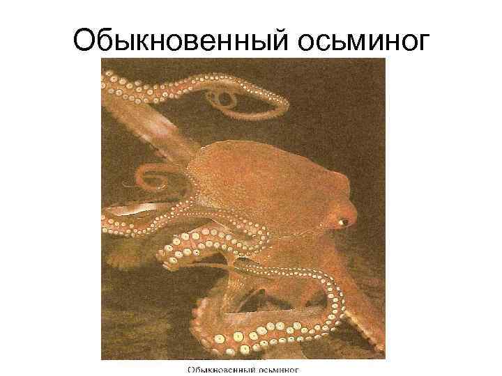 Обыкновенный осьминог 