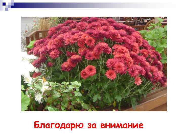 Благодарю за внимание 