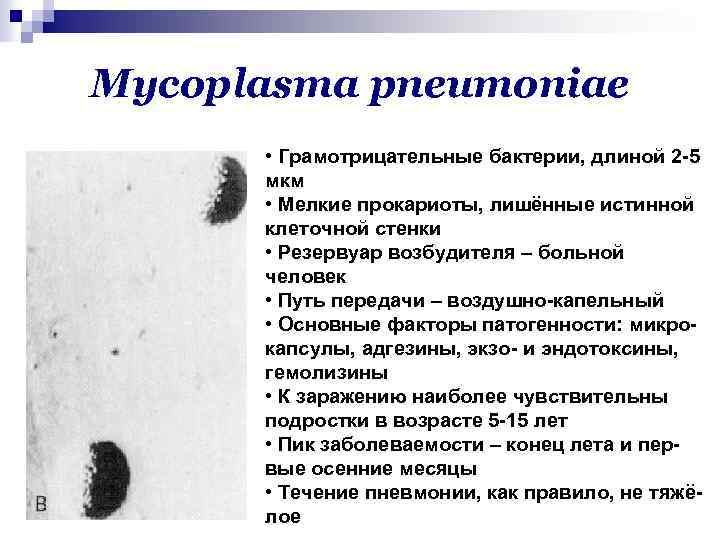 Mycoplasma pneumoniae • Грамотрицательные бактерии, длиной 2 -5 мкм • Мелкие прокариоты, лишённые истинной