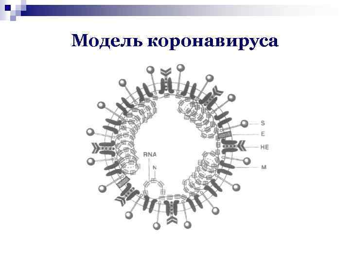 Mодель коронавируса 