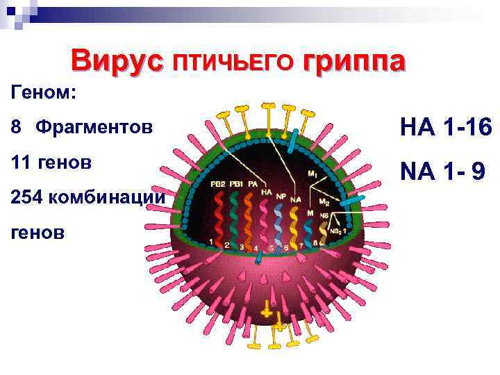 Геном гриппа. Птичий грипп строение вируса. Вирус гриппа h1n1 строение. Структура вируса свиного гриппа. Вирус гриппа птиц вирусология.