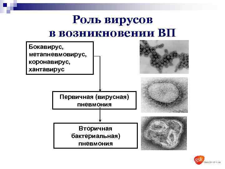Роль вирусов в возникновении ВП Бокавирус, метапневмовирус, коронавирус, хантавирус Первичная (вирусная) пневмония Вторичная бактериальная)