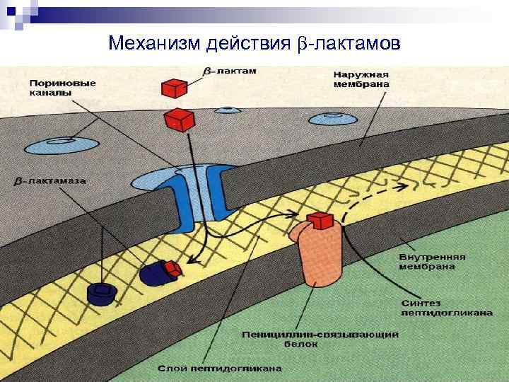 Механизм действия -лактамов 