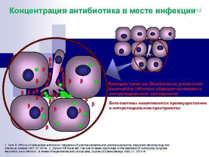 Концентрация антибиотика в месте инфекции 1, 2 Бактерии, такие как Streptococcus pneumoniae, Hаemophilus influenzae