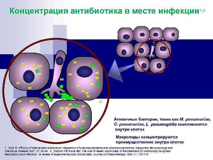 Концентрация антибиотика в месте инфекции 1, 2 м м м м м мм м