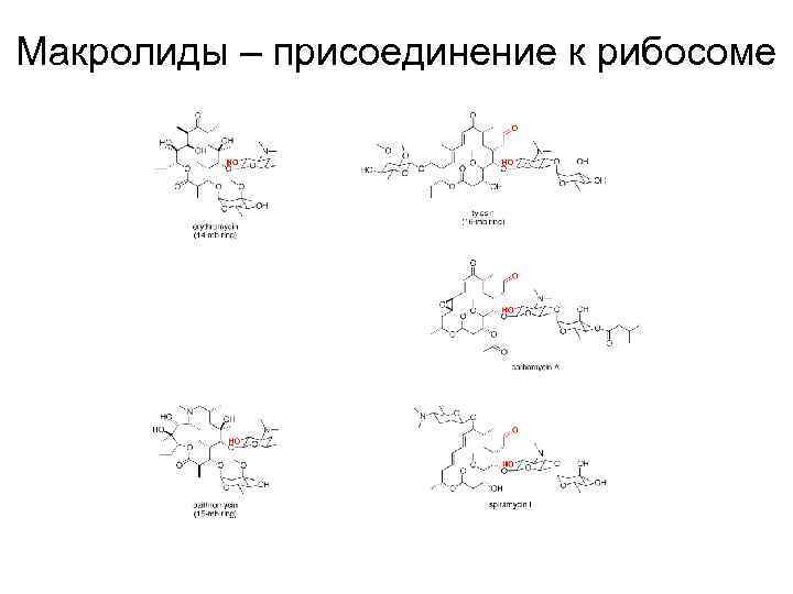 Макролиды – присоединение к рибосоме 