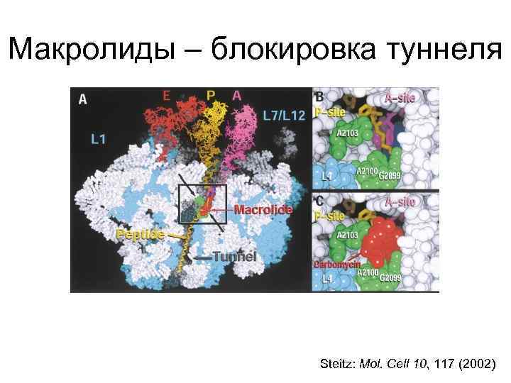 Макролиды – блокировка туннеля Steitz: Mol. Cell 10, 117 (2002) 
