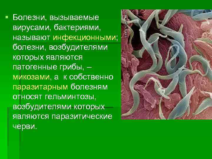 Микроорганизмы вызывающие заболевания