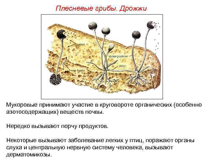 Какой организм изображен на рисунке шляпочный гриб на почве дрожжи в тесте