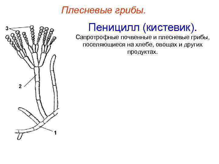 Рисунок плесневого гриба