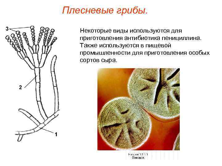 Плесневые грибы. Некоторые виды используются для приготовления антибиотика пенициллина. Также используются в пищевой промышленности