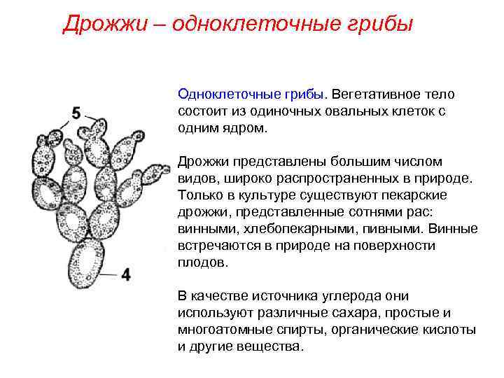 Одноклеточные грибы картинки